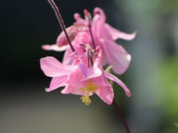 Gewöhnliche Akelei 'Heidi', Aquilegia vulgaris 'Heidi', Topfware
