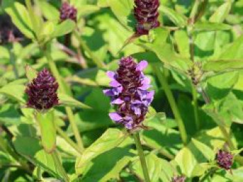 Gewöhnliche Braunelle, Prunella vulgaris, Topfware