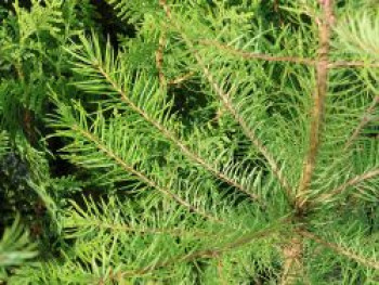Gewöhnliche Douglasfichte, 10-20 cm, Pseudotsuga menziesii, Topfware