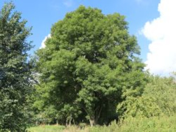 Gewöhnliche Esche / Gemeine Esche / Hohe Esche, 100-125 cm, Fraxinus excelsior, Containerware