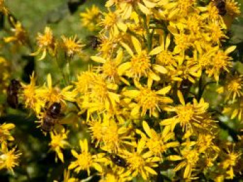 Gewöhnliche Goldrute, Solidago virgaurea subsp. virgaurea, Topfware