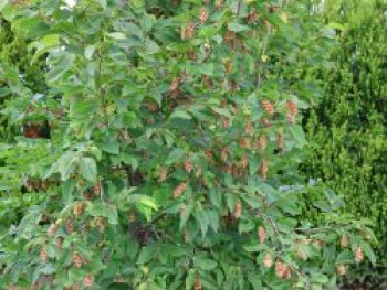 Gewöhnliche Hopfenbuche, 100-125 cm, Ostrya carpinifolia, Containerware