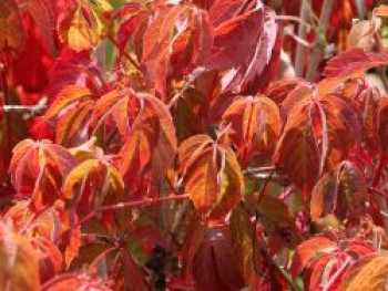 Gewöhnliche Jungfernrebe, 60-100 cm, Parthenocissus inserta, Containerware