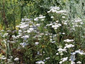 Gewöhnliche Schafgarbe, Achillea millefolium, Topfware