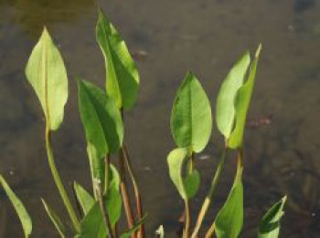 Gewöhnlicher Froschlöffel, Alisma plantago-aquatica subsp. plantago-aquatica, Topfware