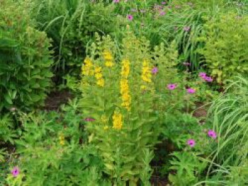 Gewöhnlicher Gilbweiderich, Lysimachia vulgaris, Topfware
