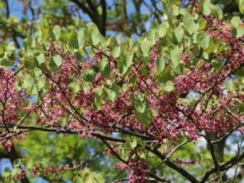 Gewöhnlicher Judasbaum, 40-60 cm, Cercis siliquastrum, Containerware