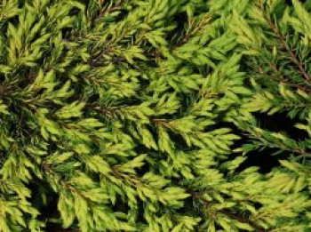 Gewöhnlicher Wacholder 'Goldschatz', 40-60 cm, Juniperus communis 'Goldschatz', Containerware
