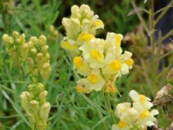 Gewöhnliches Leinkraut, Linaria vulgaris, Topfware