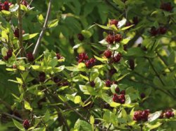 Gewürzstrauch, 100-125 cm, Calycanthus floridus, Containerware