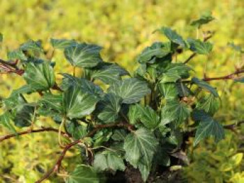 Gezacktblättriger Efeu 'Green Ripple', 60-100 cm, Hedera helix 'Green Ripple', Containerware