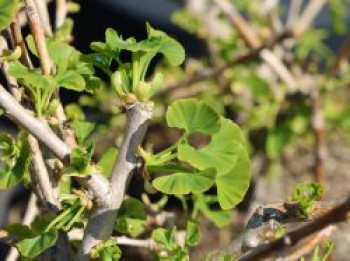 Ginkgo 'Groove High', 40-60 cm, Ginkgo biloba 'Groove High', Containerware