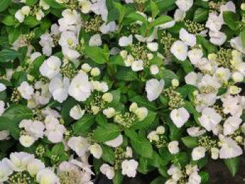Girlanden-Hortensie 'Runaway Bride'  ®, Hydrangea macrophylla 'Runaway Bride'  ®, Containerware