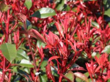 Glanzmispel 'Carré Rouge', 60-100 cm, Photinia x fraseri 'Carré Rouge', Containerware