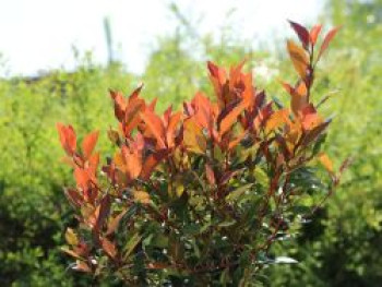 Glanzmispel 'Chico', 10-20 cm, Photinia x fraseri 'Chico', Containerware