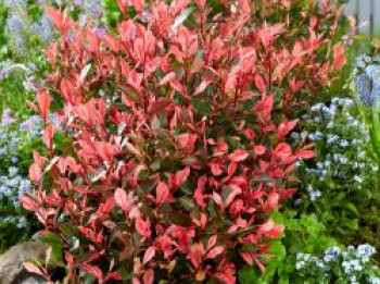 Glanzmispel &#8218;Little Fenna&#8216;, 20-30 cm, Photinia fraseri &#8218;Little Fenna&#8216;, Containerware