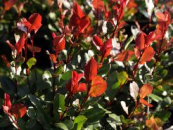 Glanzmispel 'Little Red Robin', 10-30 cm, Photinia x fraseri 'Little Red Robin', Topfware