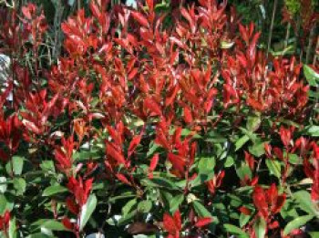 Rote Glanzmispel 'Red Robin', 100-125 cm, Photinia x fraseri 'Red Robin', Containerware