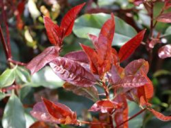 Glanzmispel 'Red Select', Photinia x fraseri 'Red Select', Topfware