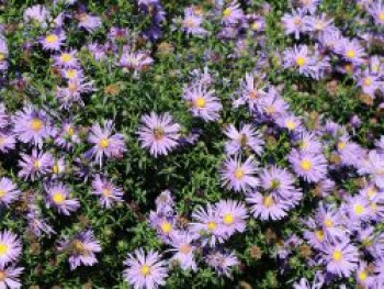 Glattblatt-Aster &#8218;Blütenmeer&#8216;, Aster novi-belgii &#8218;Blütenmeer&#8216;, Topfware