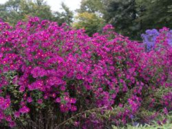 Glattblatt-Aster &#8218;Crimson Brocade&#8216;, Aster novi-belgii &#8218;Crimson Brocade&#8216;, Topfware