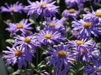 Glattblatt-Aster &#8218;Dauerblau&#8216;, Aster novi-belgii &#8218;Dauerblau&#8216;, Topfware