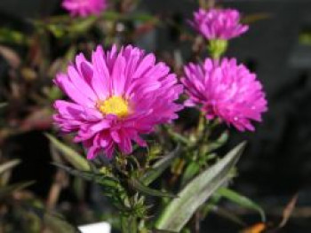 Glattblatt-Aster &#8218;Karminkuppel&#8216;, Aster novi-belgii &#8218;Karminkuppel&#8216;, Topfware