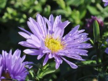 Glattblatt-Aster &#8218;Marie Ballard&#8216;, Aster novi-belgii &#8218;Marie Ballard&#8216;, Topfware