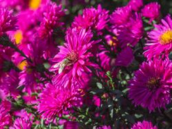 Glattblatt-Aster &#8218;Neron&#8216;, Aster novi-belgii &#8218;Neron&#8216;, Topfware