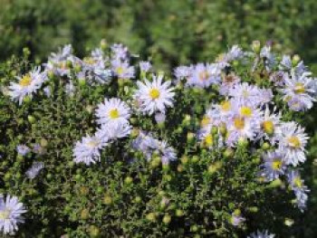 Glattblatt-Aster &#8218;Porzellan&#8216;, Aster novi-belgii &#8218;Porzellan&#8216;, Topfware