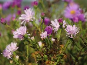 Glattblatt-Aster &#8218;Rosenquarz&#8216;, Aster novi-belgii &#8218;Rosenquarz&#8216;, Topfware