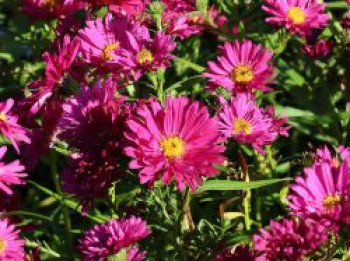 Glattblatt-Aster &#8218;Royal Ruby&#8216;, Aster novi-belgii &#8218;Royal Ruby&#8216;, Topfware