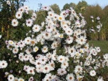 Glattblatt-Aster &#8218;Schneekuppe&#8216;, Aster novi-belgii &#8218;Schneekuppe&#8216;, Topfware