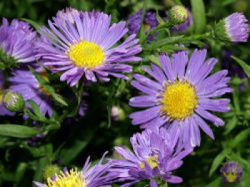 Glattblatt-Aster &#8218;Schöne von Dietlikon&#8216;, Aster novi-belgii &#8218;Schöne von Dietlikon&#8216;, Topfware