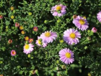 Glattblatt-Aster 'Strawberry and Cream', Aster novi-belgii 'Strawberry and Cream', Topfware