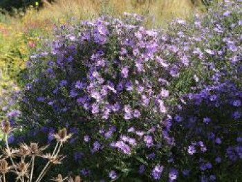 Glattblatt-Aster 'Treffpunkt', Aster novi-belgii 'Treffpunkt', Topfware