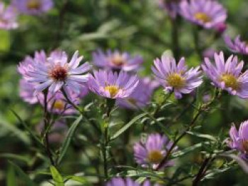 Glattblatt-Aster &#8218;Vasterival&#8216;, Aster novi-belgii &#8218;Vasterival&#8216;, Topfware