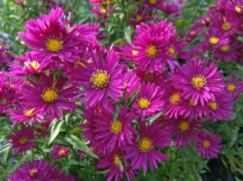 Glattblatt-Aster 'Winston Churchill', Aster novi-belgii 'Winston Churchill', Topfware