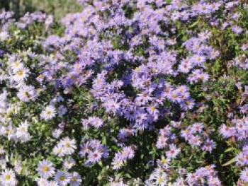 Glatte Aster &#8218;Anneke van der Jeugd&#8216;, Aster laevis &#8218;Anneke van der Jeugd&#8216;, Topfware