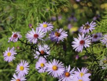 Glatte-Aster &#8218;Calliope&#8216;, Aster laevis &#8218;Calliope&#8216;, Topfware