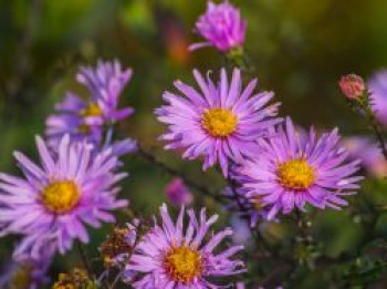 Glatte Aster &#8218;Glow in the Dark&#8216;, Aster laevis &#8218;Glow in the Dark&#8216;, Topfware