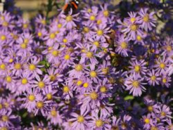 Glatte Aster, Aster laevis, Topfware