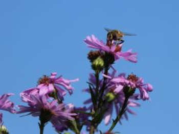 Glatte Aster &#8218;Orpheus&#8216;, Aster laevis &#8218;Orpheus&#8216;, Topfware