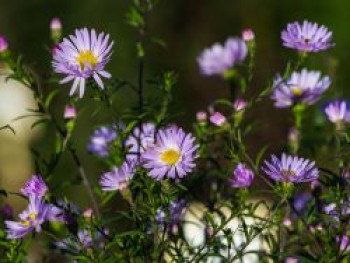 Glatte Aster &#8218;Star of Chesters&#8216;, Aster laevis &#8218;Star of Chesters&#8216;, Topfware