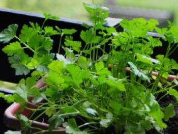 Glatte Petersilie, Petroselinum  crispum var. crispum, glatt, Topfware