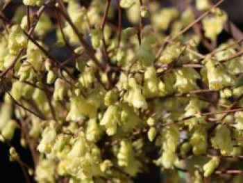 Glockenhasel / Niedrige Scheinhasel / Corylopsis, 30-40 cm, Corylopsis pauciflora, Containerware