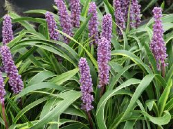 Glöckchentraube 'Variegata', Liriope muscari 'Variegata', Topfware