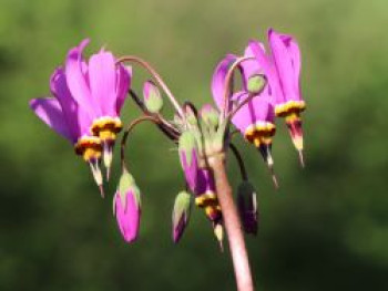 Götterblume, Dodecatheon meadia, Topfware