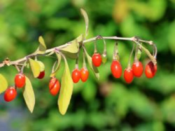 Goji-Beere 'Super Success', 30-40 cm, Lycium barbarum 'Super Success', Containerware