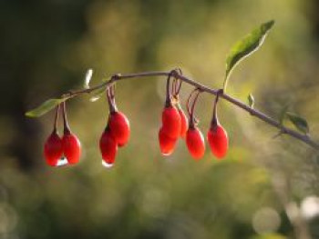 Gojibeere / Gemeiner Bocksdorn / Teufelszwirn &#8218;Sweet Lifeberry ®&#8216;, 40-60 cm, Lycium barbarum &#8218;Sweet Lifeberry ®&#8216;, Containerware